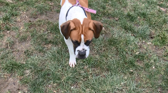 Otizmli gencin köpeği silahla öldürüldü, mahalleli köpek sahibine tepki gösterdi - Resim : 1