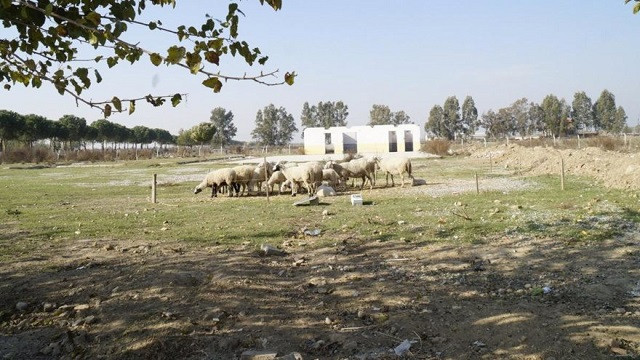 Seçime on gün kala temeli atılan rehabilitasyon merkezinde koyunlar otluyor - Resim : 1