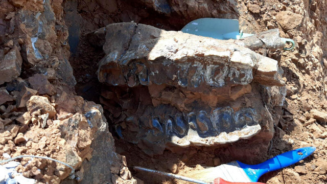 Denizli'de 8 milyon yıllık hayvan fosilleri bulundu - Resim : 1
