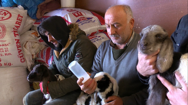Muşlu besiciler kuzulara bebek gibi bakıyorlar - Resim : 3