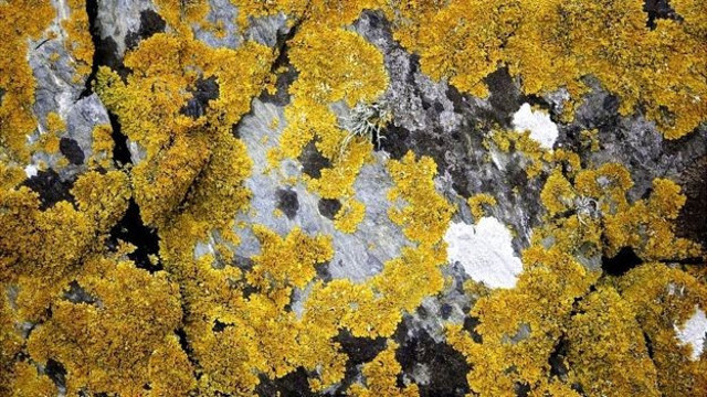 Mars'ta bile canlı kalabilen dünyanın en dayanıklı bitkileri - Resim : 1