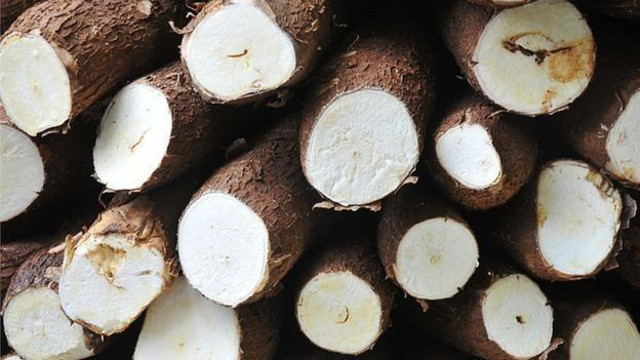 İnsanlar zehirli bitkileri pişirmeyi nasıl öğrendi? - Resim : 3