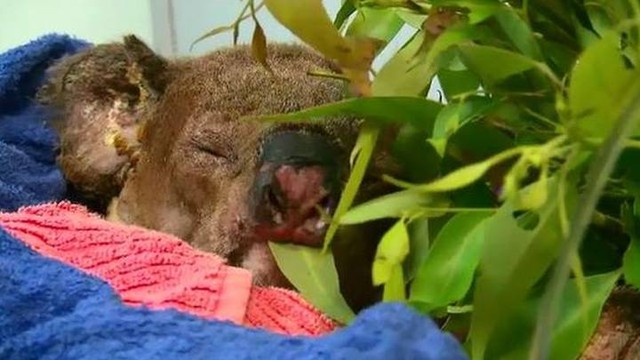 Alevlerden kurtarılan koala Lewis öldü - Resim : 1