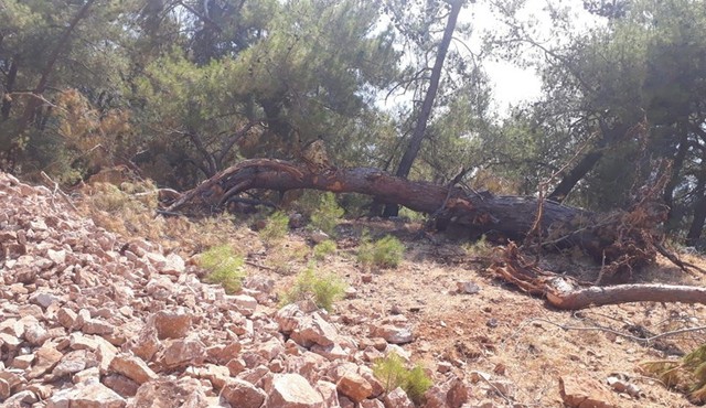 Müze Müdürlüğü Muğla’da 1. Derece arkeolojik sit alanındaki yol çalışmasını durdurdu - Resim : 1