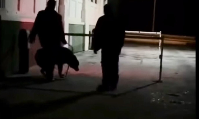 Sokak köpeğini döven güvenlik görevlisi gözaltına alındı - Resim : 1