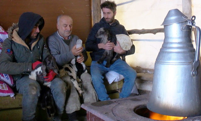 Muşlu besiciler kuzulara bebek gibi bakıyorlar - Resim : 1
