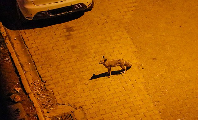 Mardin'de tilkiler sokakta yiyecek ararken görüntülendi - Resim : 1