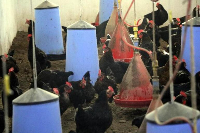 Yumurta kabuklarında 'salmonella bakterisi' uyarısı - Resim : 1