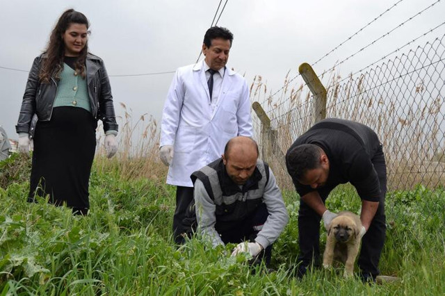 Köpekleri tarım ilaçlı tavuk etiyle öldürmüşler - Resim : 1