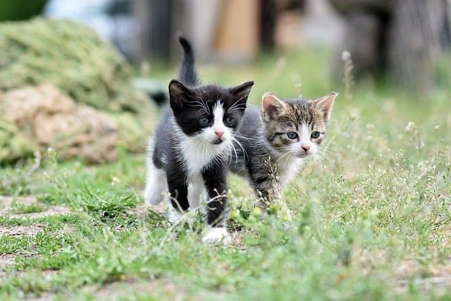 Kediler neden burun tokuşturur? Aslında masum bir nedeni varmış - Resim: 4