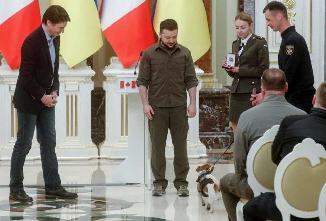 Zelenskiy, 250'den fazla patlayıcı tespit eden 'Patron' adlı köpeğe devlet nişanı verdi - Resim : 1
