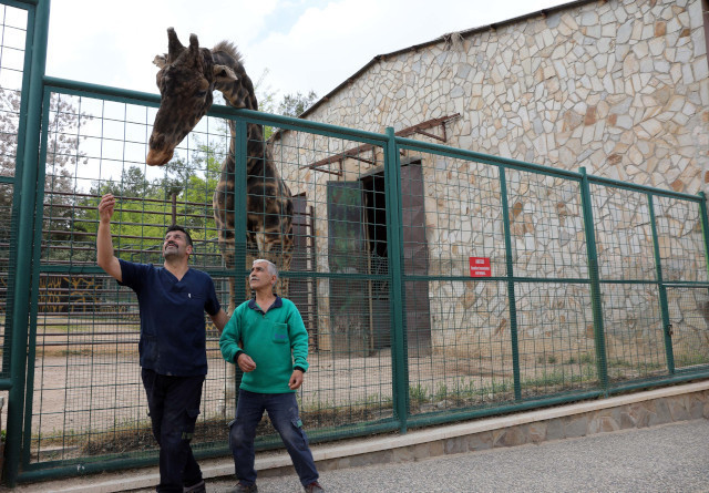 Zürafa Şakir'e 6 yıl sonra eş bulundu: Baba olması için çalışılıyor - Resim : 1