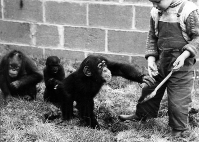 İnsanlar zehirli bitkileri pişirmeyi nasıl öğrendi? - Resim : 4