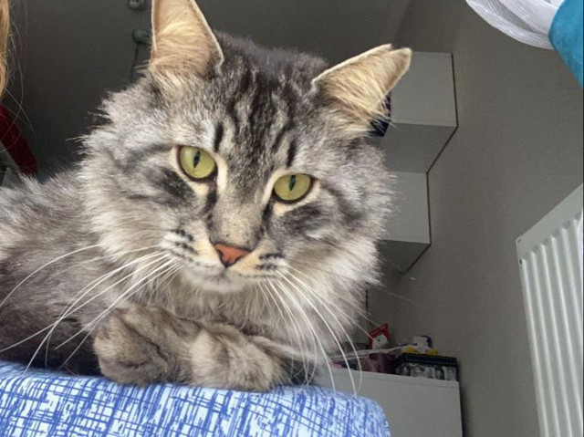 Kayıp kedi 'Mars'ı bulana 10 bin lira ödül - Resim : 1