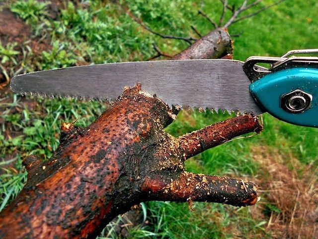 Şubat ayı girmeden budanması gereken 5 ağaç ve bitki! Daha iyi büyüyecekler - Resim: 4