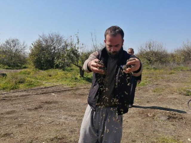 Adana'da 500 kovan arı öldü, inceleme başlatıldı - Resim : 1