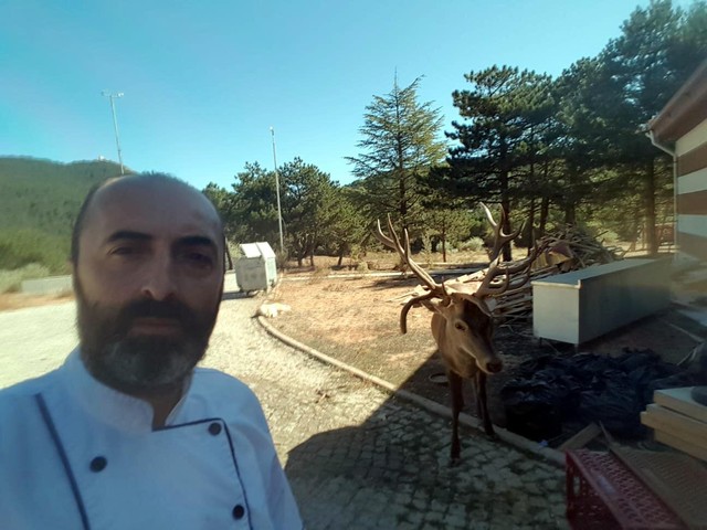 Kızıl geyik restoran önüne gelip yiyecek bekliyor - Resim : 1