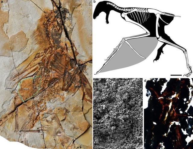 Yarasa kanatlı yeni dinozor türü keşfedildi - Resim : 1