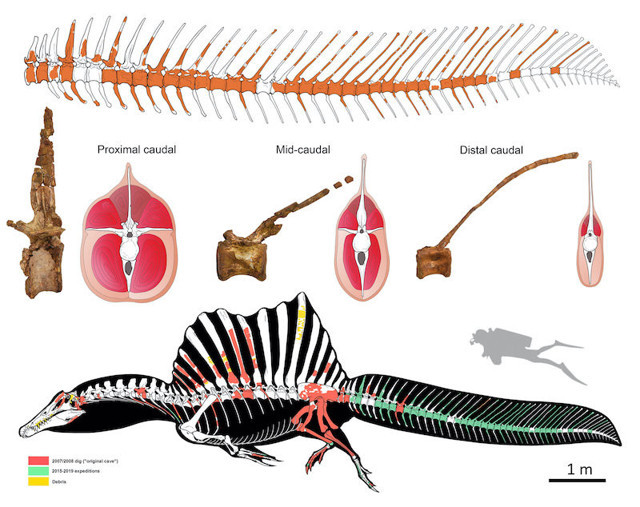 Bilinen ilk yüzen dinozor iskeleti bulundu: Spinosaurus - Resim : 1
