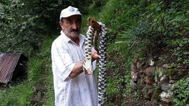 Karadeniz'de yılan paniği: Zehri emerek değil, plastik enjektörle çekin - Resim : 1