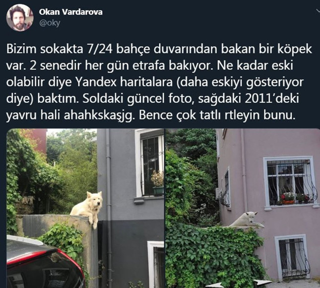 10 yıldır her gün çıktığı aynı duvardan sokağı seyrediyor - Resim : 1
