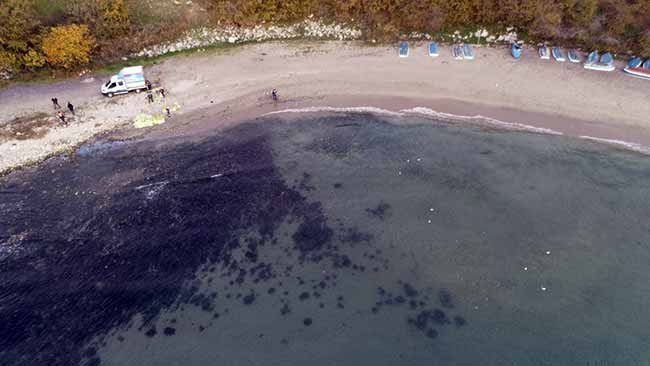 Avcılar sahilinden 10 ton zehirli denizanası toplandı - Resim : 1