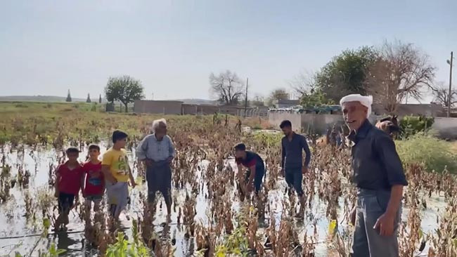 Suruç’ta tarlalara su verildi evler su altında kaldı - Resim : 2