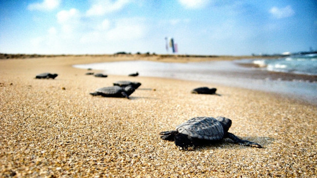 Caretta carettaların yumurtladığı kumsallara gece girişi yasaklandı - Resim : 1