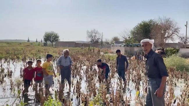 Suruç’ta tarlalara su verildi evler su altında kaldı - Resim : 2