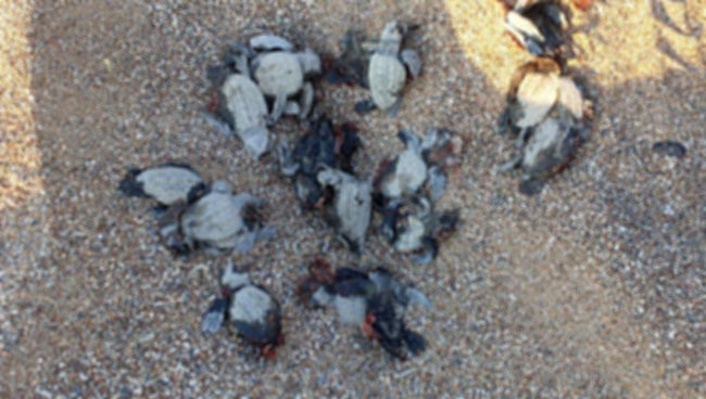 ATV'lerle caretta caretta yavrularını ezip, araçla gönüllünün üzerinden geçtiler - Resim : 1