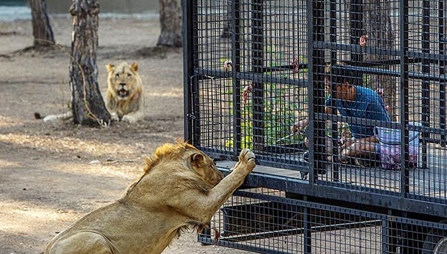 Antalya'da telli kamyonetle yapılan aslan safarisine tepki - Resim : 1