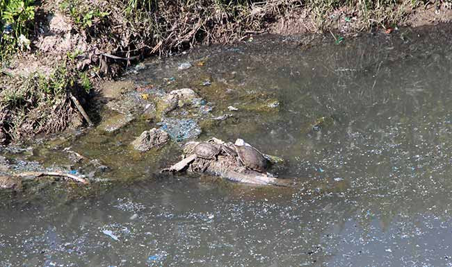 Türkiye, Avrupa'nın plastik atık çöplüğü oldu - Resim : 1