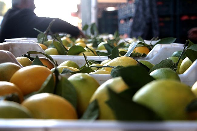 'Limon, konulduğu kasadan; limon suyu da sudan daha ucuz' - Resim : 1