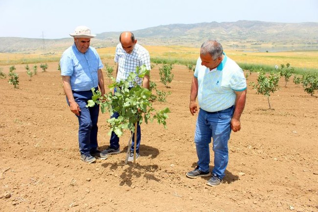 Fıstıkta Antep, Siirt ve Urfa'ya rakip çıktı: Diyarbakır'da FAO destekli fıstık ormanları kuruluyor - Resim : 1