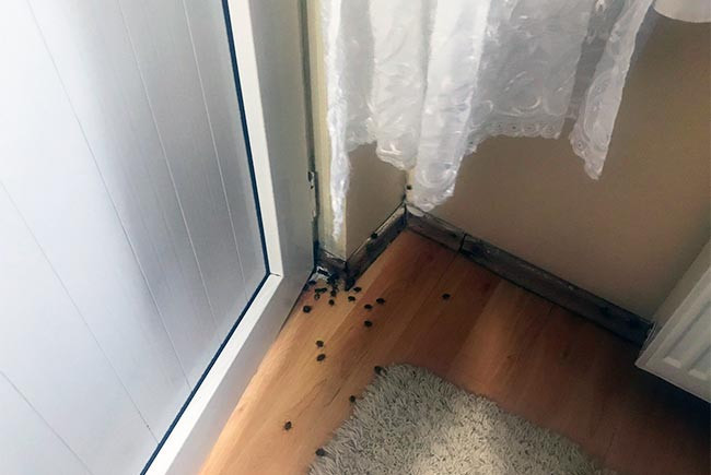 İstanbul'da 'kokarca böceği' kabusu: Arı gibi ses çıkarıyor, çok pis kokuyor - Resim : 1