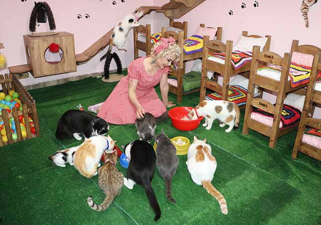 Mardinli 'Marilyn Monroe', kedi sığınma evi kurdu - Resim : 1