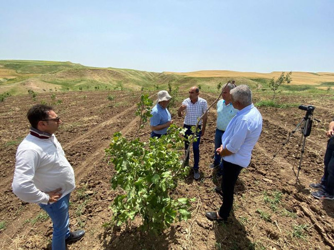 Fıstıkta Antep, Siirt ve Urfa'ya rakip çıktı: Diyarbakır'da FAO destekli fıstık ormanları kuruluyor - Resim : 2