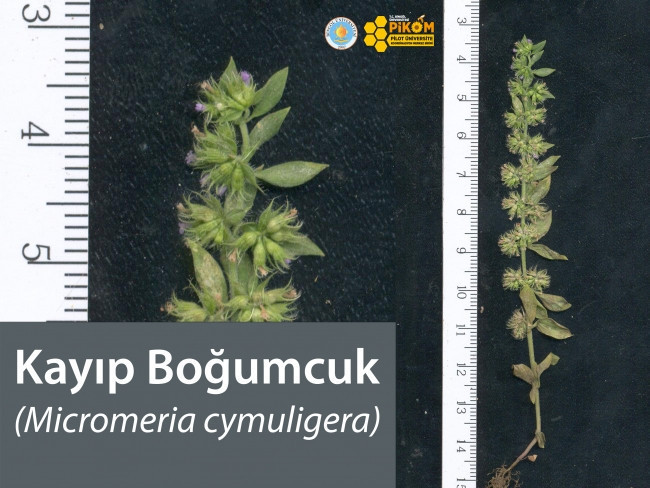 Türkiye'de 150 yıldır rastlanmayan bitki türü Bingöl'de bulundu - Resim : 1