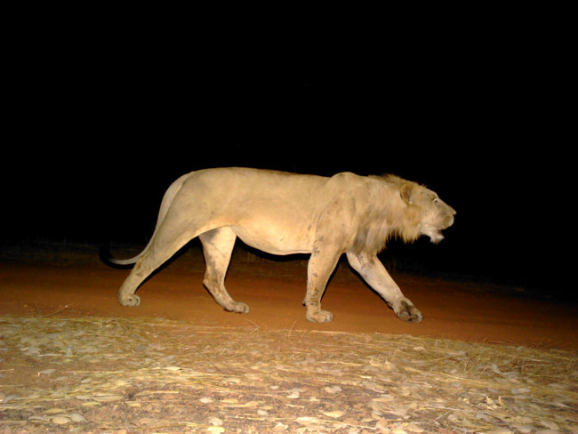 Batı Afrika’nın son aslanlarını kurtarma çabaları: Veri toplamak için altı aslana GPS takıldı - Resim : 1
