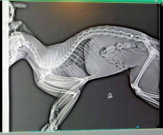Yol kenarında yaralı bulunan kedi silahla vurulmuş - Resim : 1
