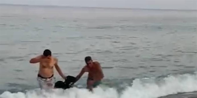 3 gün kaçtı, denizde yüzdü: Kurbanlık keçiyi Haluk Levent satın aldı - Resim : 1