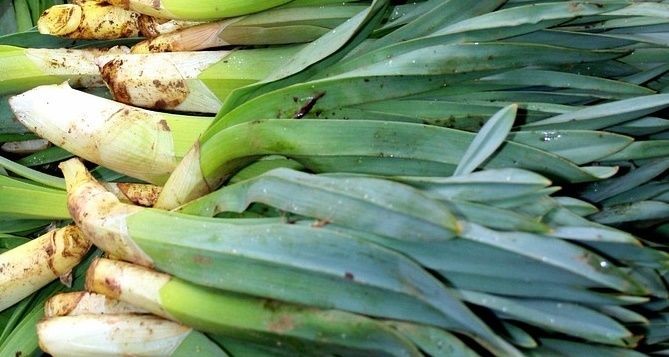 Ona yayla muzu diyorlar. Hasadı tamamlanınca çok hızlı tükeniyor - Resim: 1