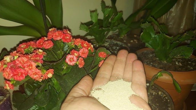 Birçok kişi dikkat etmemişti: Çiçekleri solduran 3 hata - Resim: 3