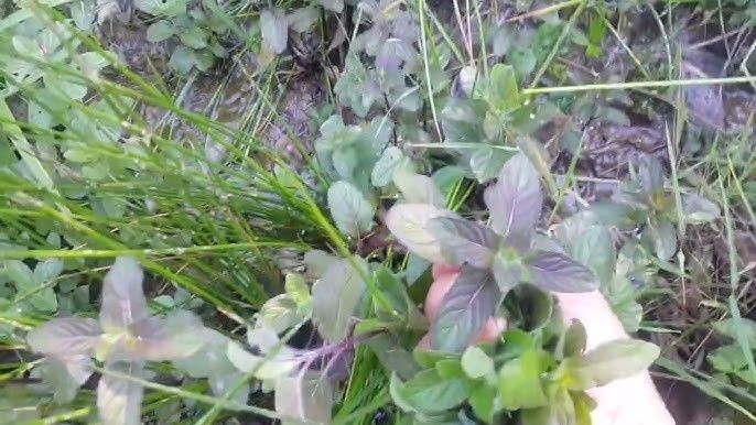 En etkili bitkilerden biriymiş: Hem rahatlatıyor hem huzur veriyor - Resim: 3