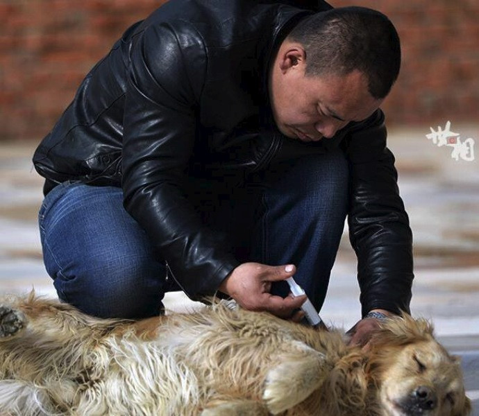 Çinli milyoner sokak köpeklerini kurtarıyor - Resim: 6