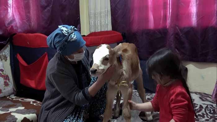 'Yaşamaz' denilen buzağıya evinde baktı, annesiyle buluşturdu - Resim : 1