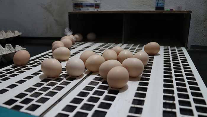 Yumurta üreticisinden uyarı: ‘Gezen tavuk yumurtası’nın ülkemizde üretimi mümkün değil - Resim : 1