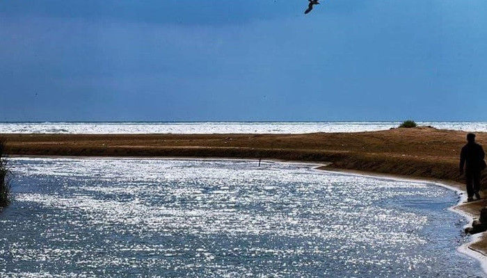 Mahkemeden ‘İskenderun Kertenkelesi’ uyarısı: Termik santral nedeniyle türü yok olabilir - Resim : 1