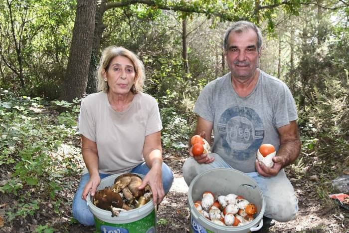 Bu yıl Istranca Ormanları'nda mantar bereketi var: Günde 7 bin lira kazandırıyor - Resim: 1