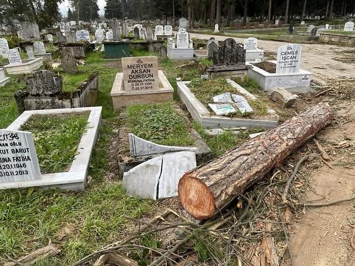 Düzce Şehir Mezarlığı'ndaki ağaçların katledilmesi hakkında suç duyurusu - Resim : 1